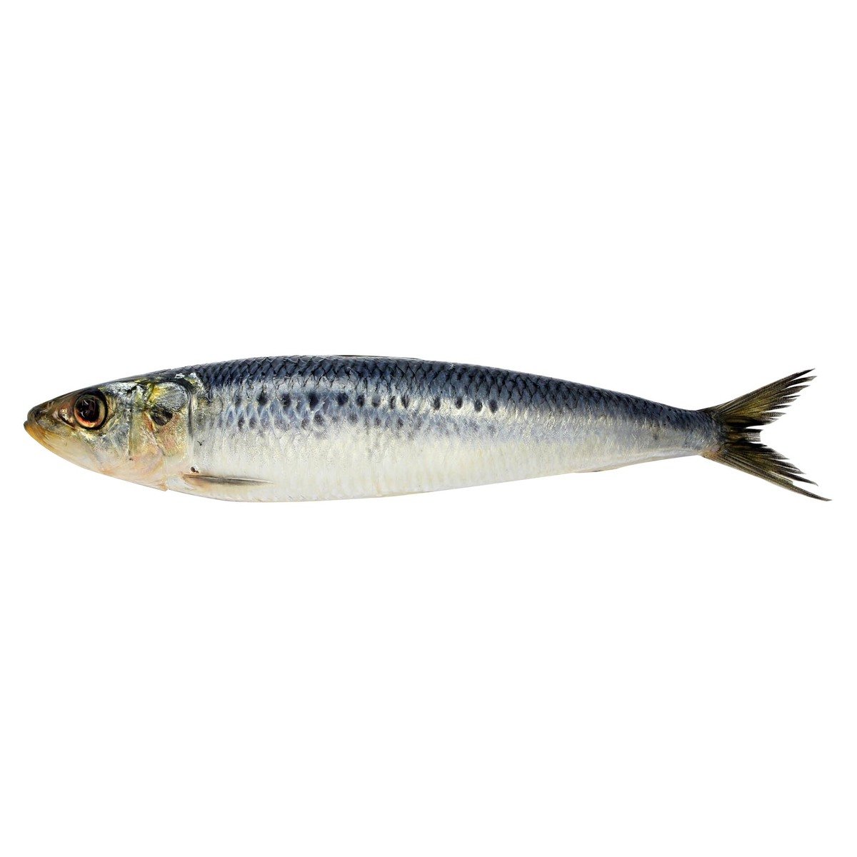 Fresh Sardines Fish Medium 500 g