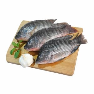 Live Tilapia Fish 1 kg