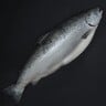 Norwegian Salmon Whole Superior 4.5 kg