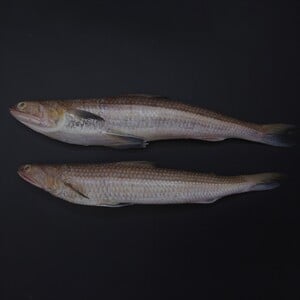 Fresh Makroona Fish Local Whole Cleaned 1 kg