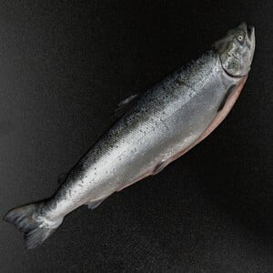 Norwegian Organic Salmon Gutted 4.5 kg