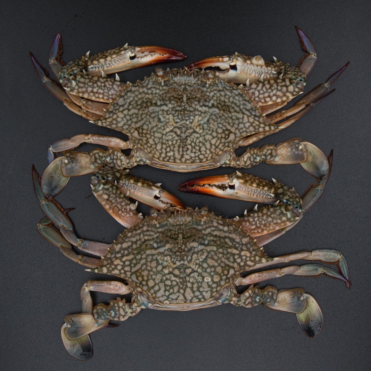 Fresh Crab Big 1 kg