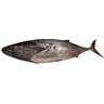 Fresh Tuna Sudha 1 kg
