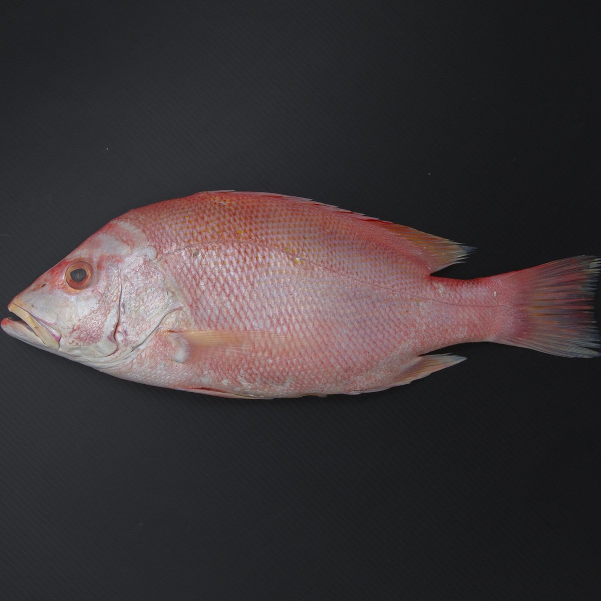 Buy Fresh Red Snapper Small Whole Cleaned 1 kg Online at Best Price | Whole Fish | Lulu KSA in UAE