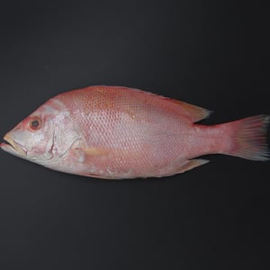 Fresh Red Snapper Small Whole Cleaned 1 kg