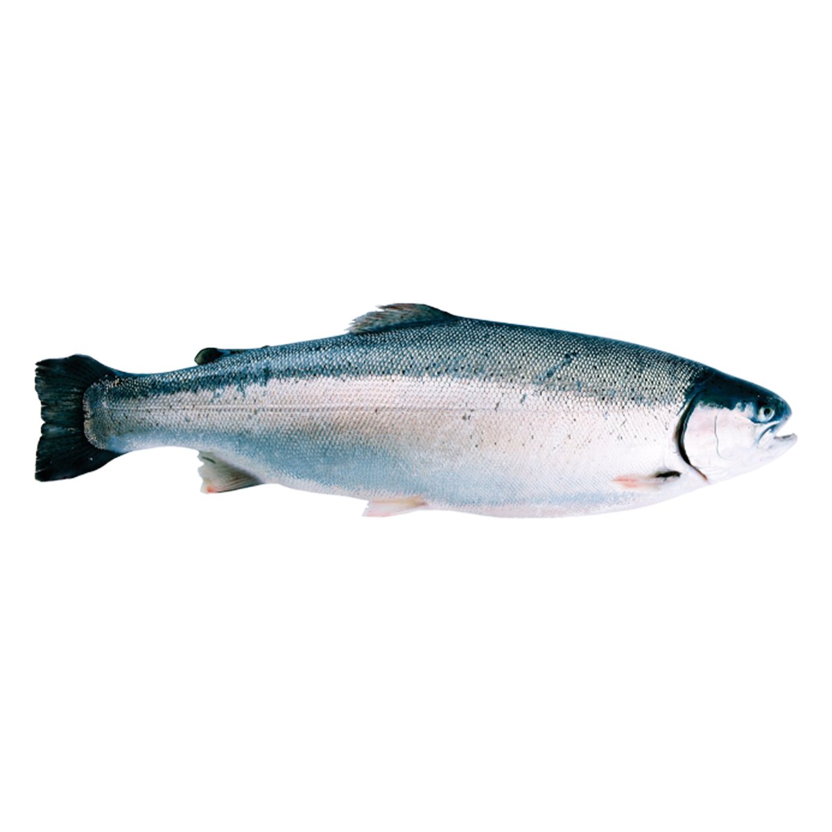 سمك تراوت المضيق النرويجي كامل 4.5 كجم