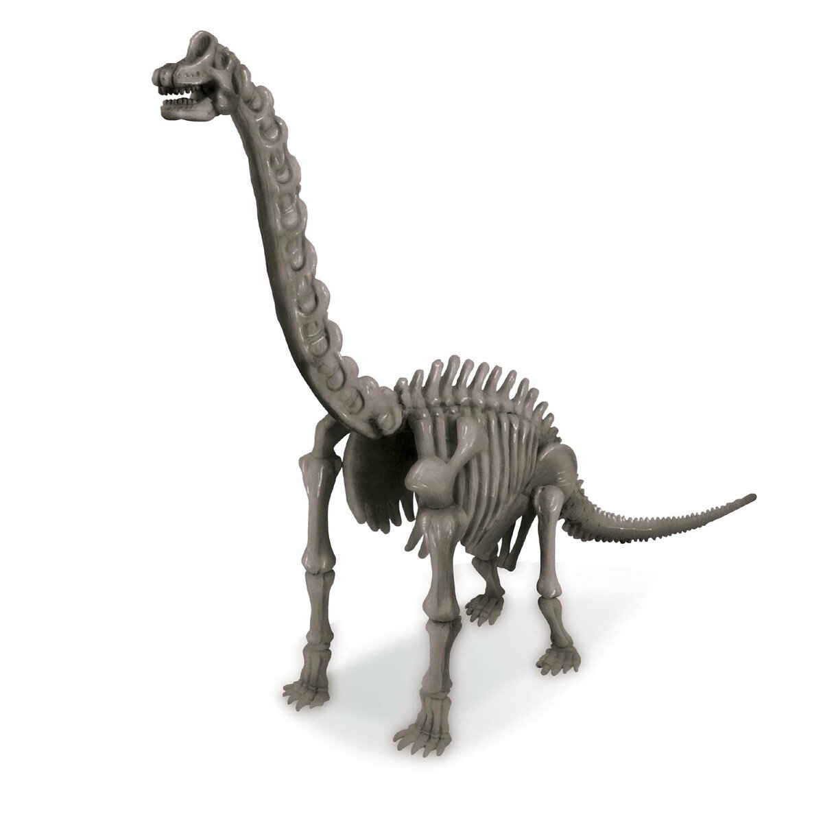 Branchisaurus Skeleton Excavation 3237