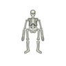 4M Kidz Labs Human Skeleton 03375