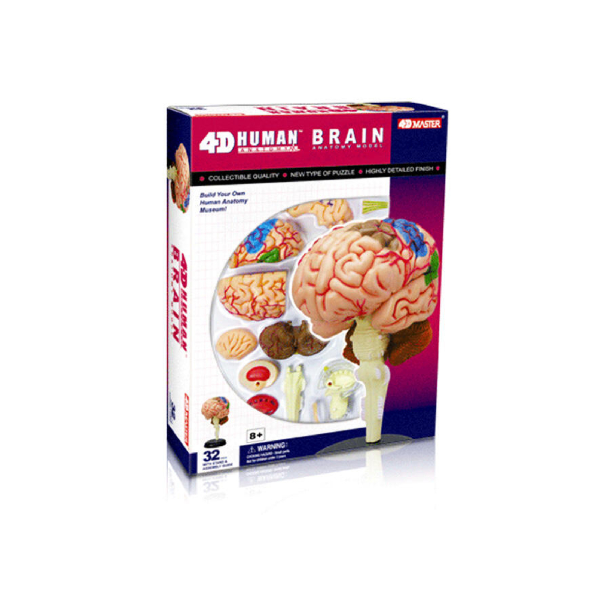 Chap Mei 4D Human Brain Anatomy, 626008