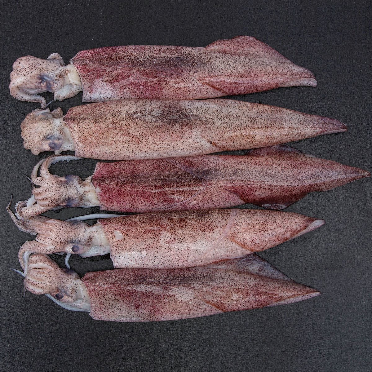 Fresh Squid Whole Not Cleaned 500g
