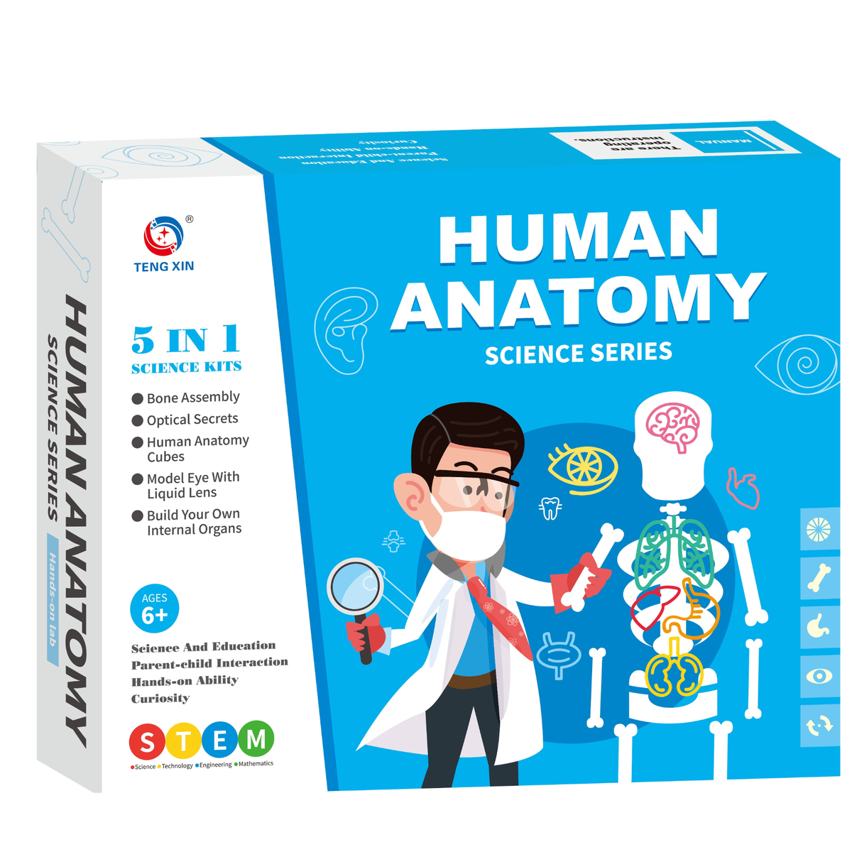 Teng Xin Human Anatomy Science Series, TXX-017