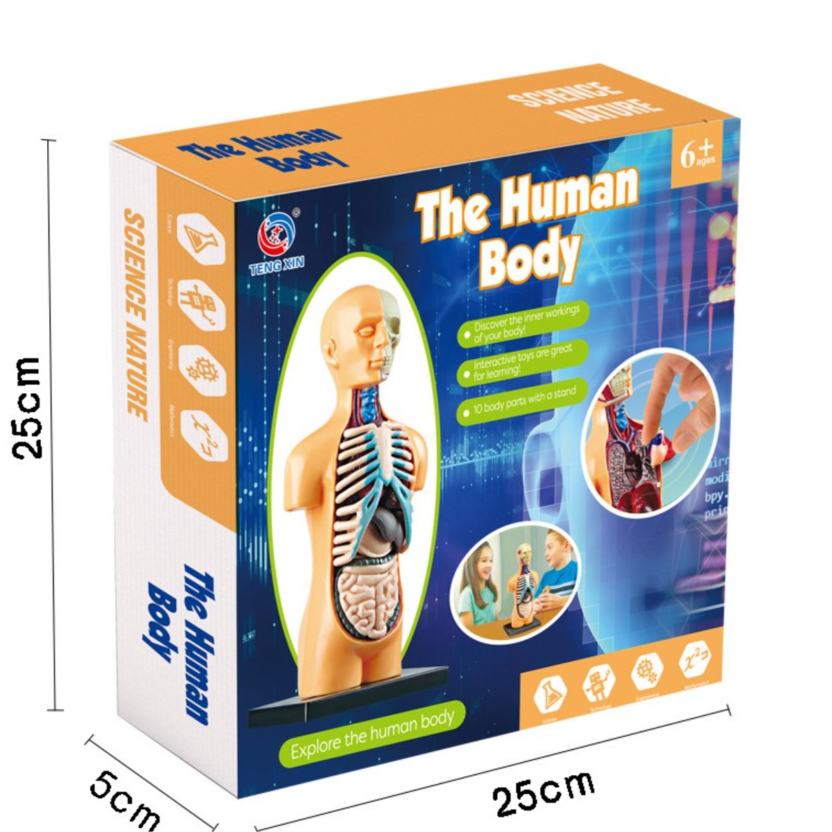 Teng Xin The Human Body Model, TXMR025