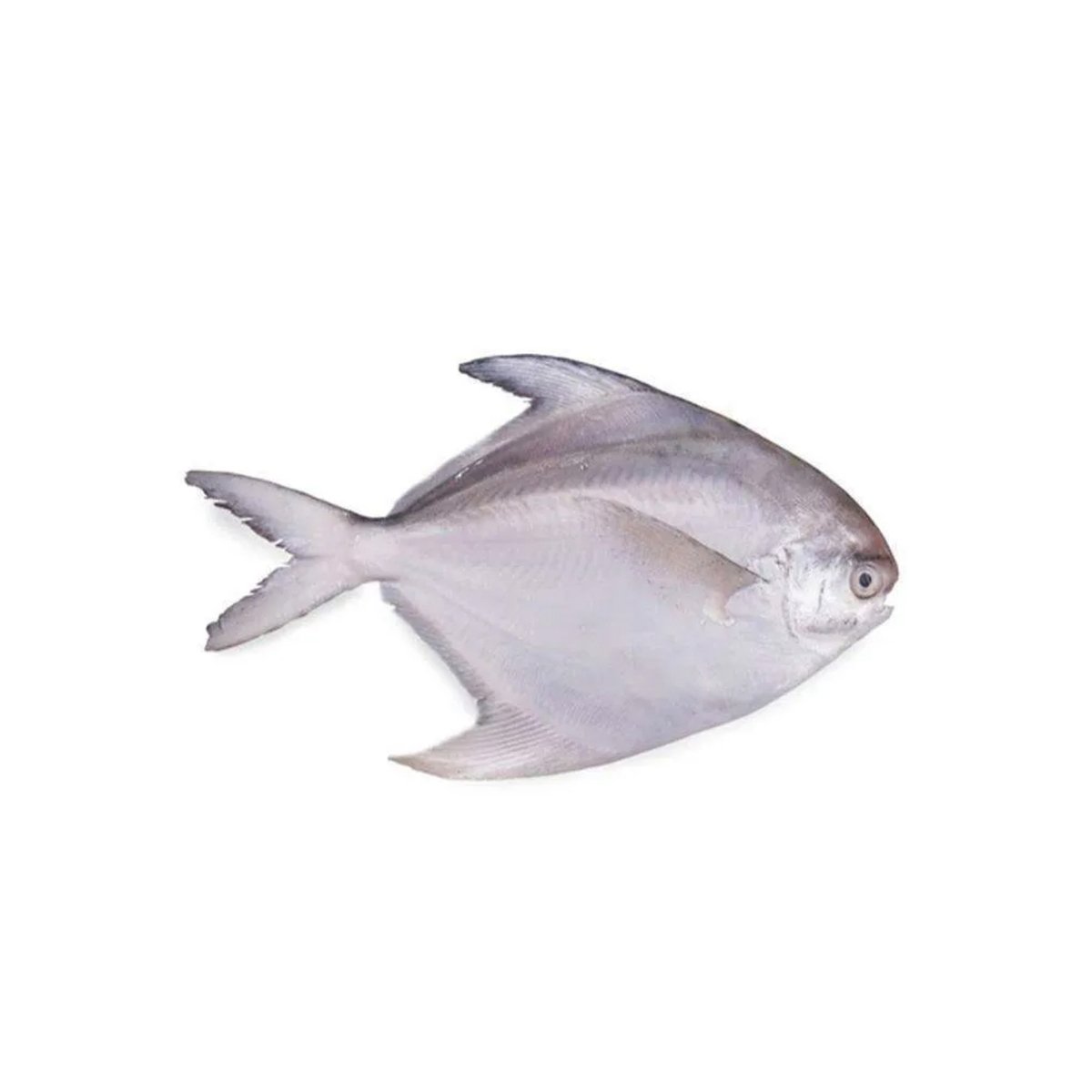 Bawal Putih Kecil(White Pomfret)500g Approx Weight