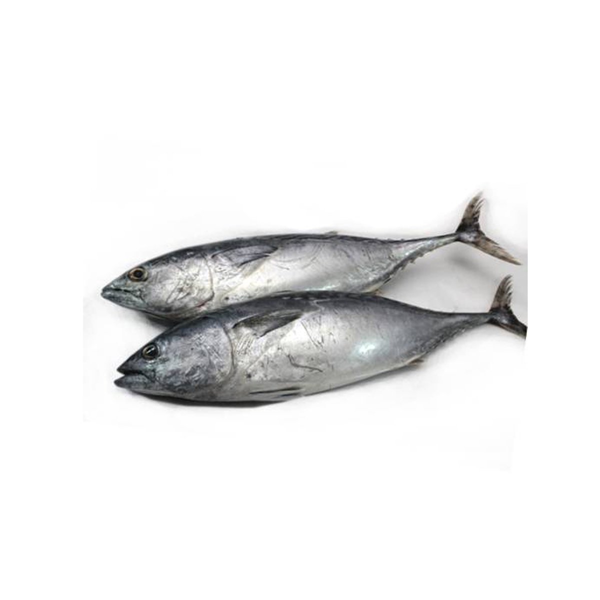 Ikan Tongkol(Little Tuna) 800g Approx Weight