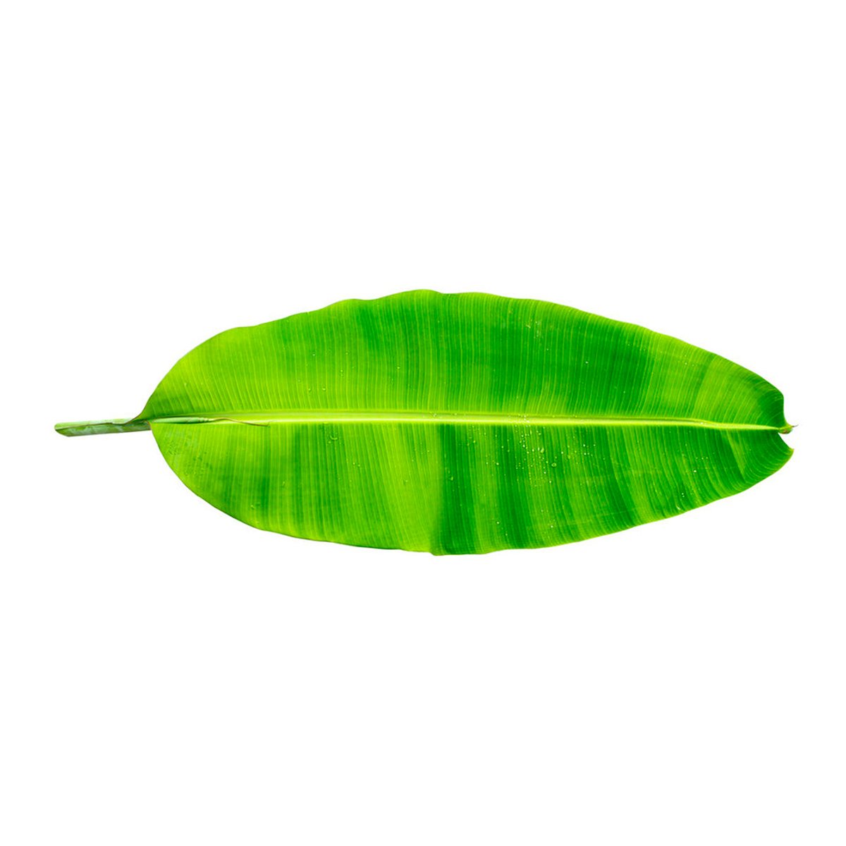 Banana Leaf Bundle