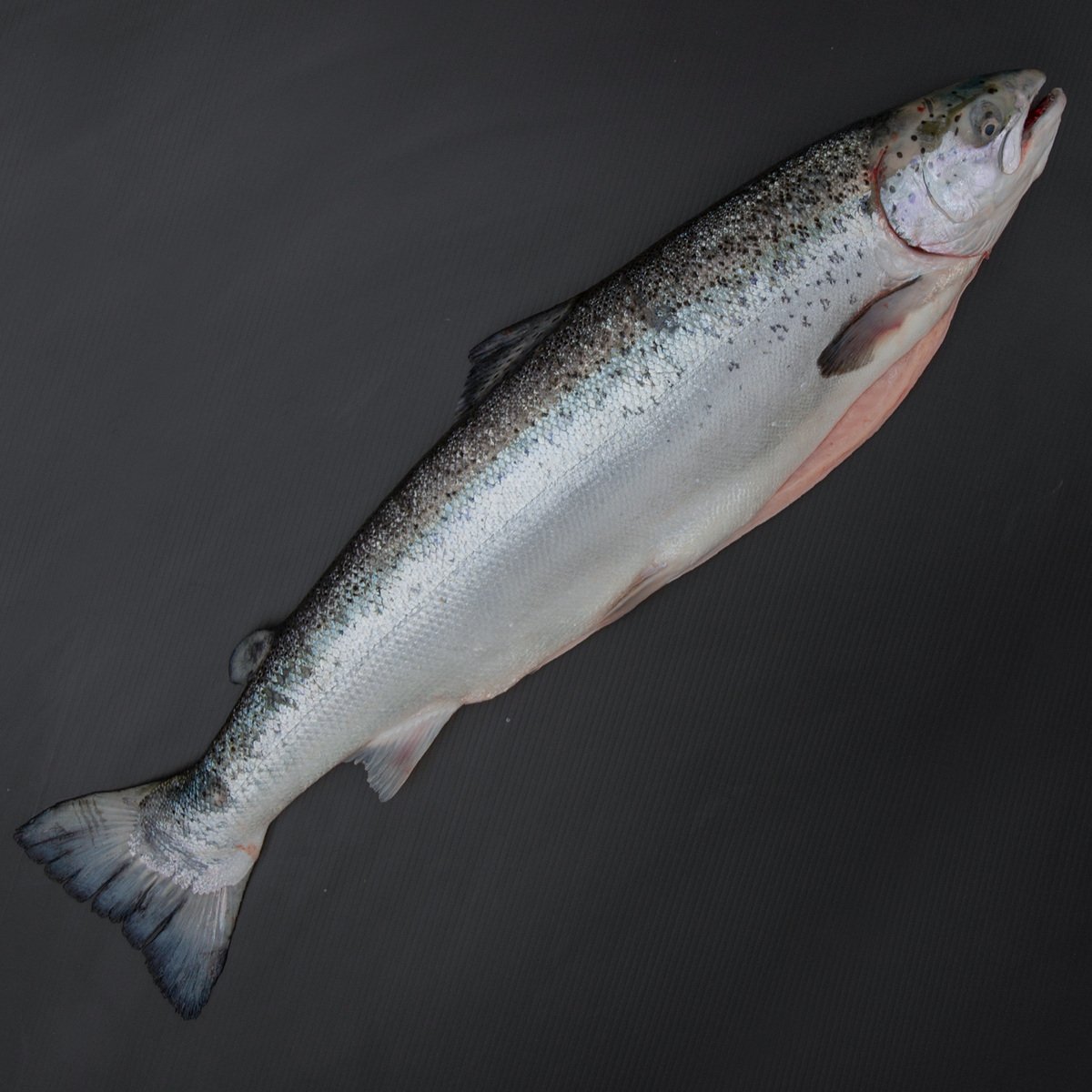 سمك سلمون نرويجي طازج صغير كامل 1.5 كجم