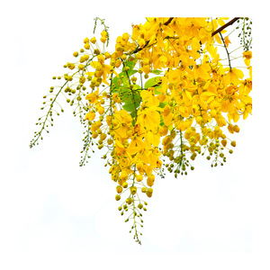 Yellow Flower (Kanikonna)1 pkt