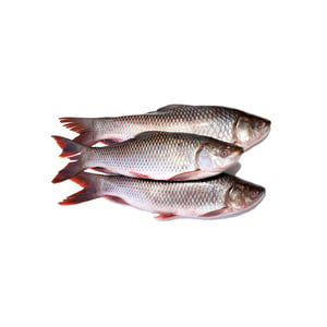 Ikan Rohu Per Piece(XL Size)