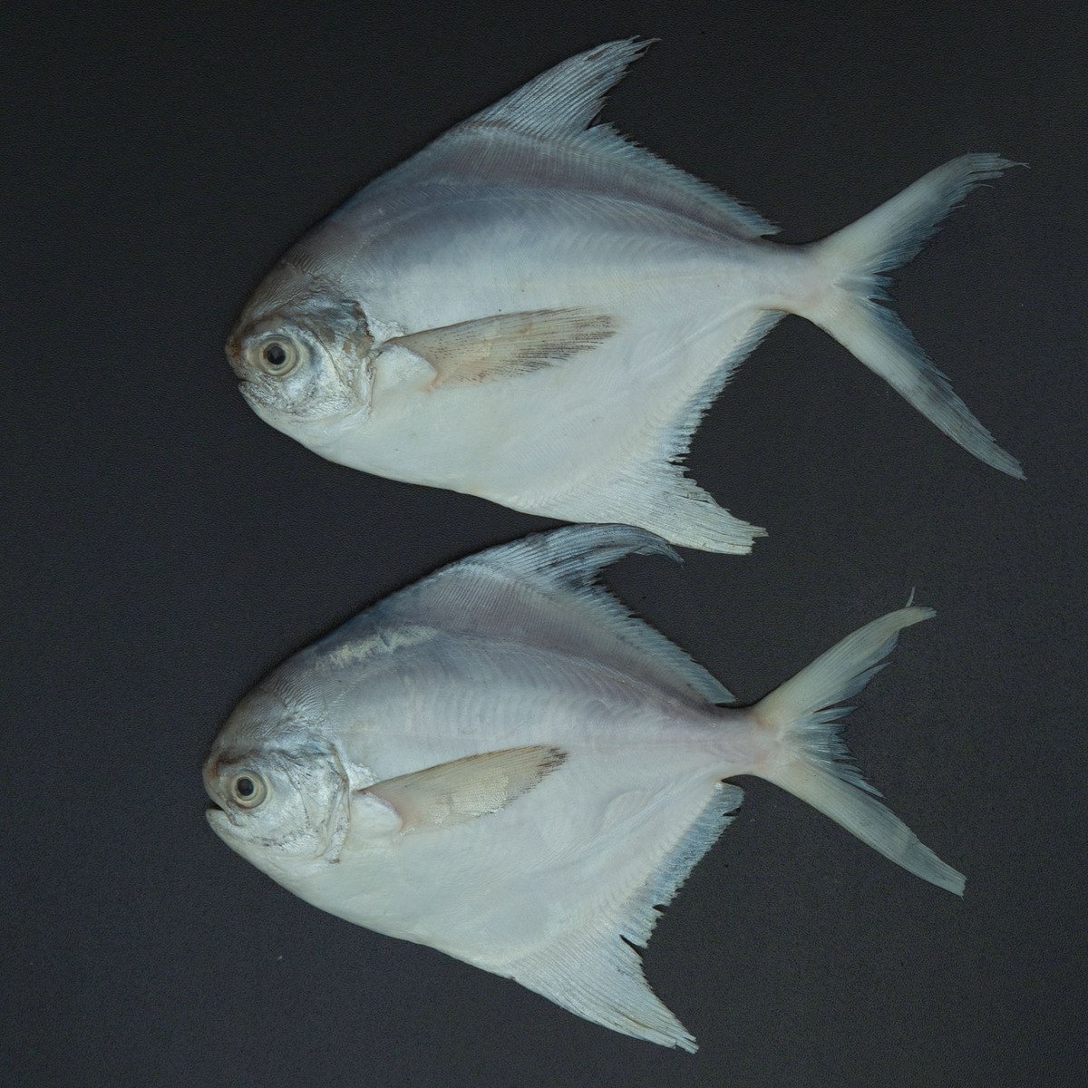 سمك بومفريت أبيض صغير 500 جم