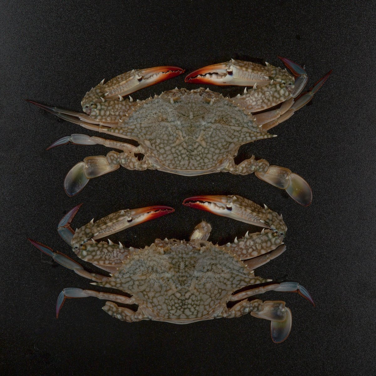 Fresh Crab Female 1kg