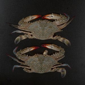 Fresh Crab Female 1kg