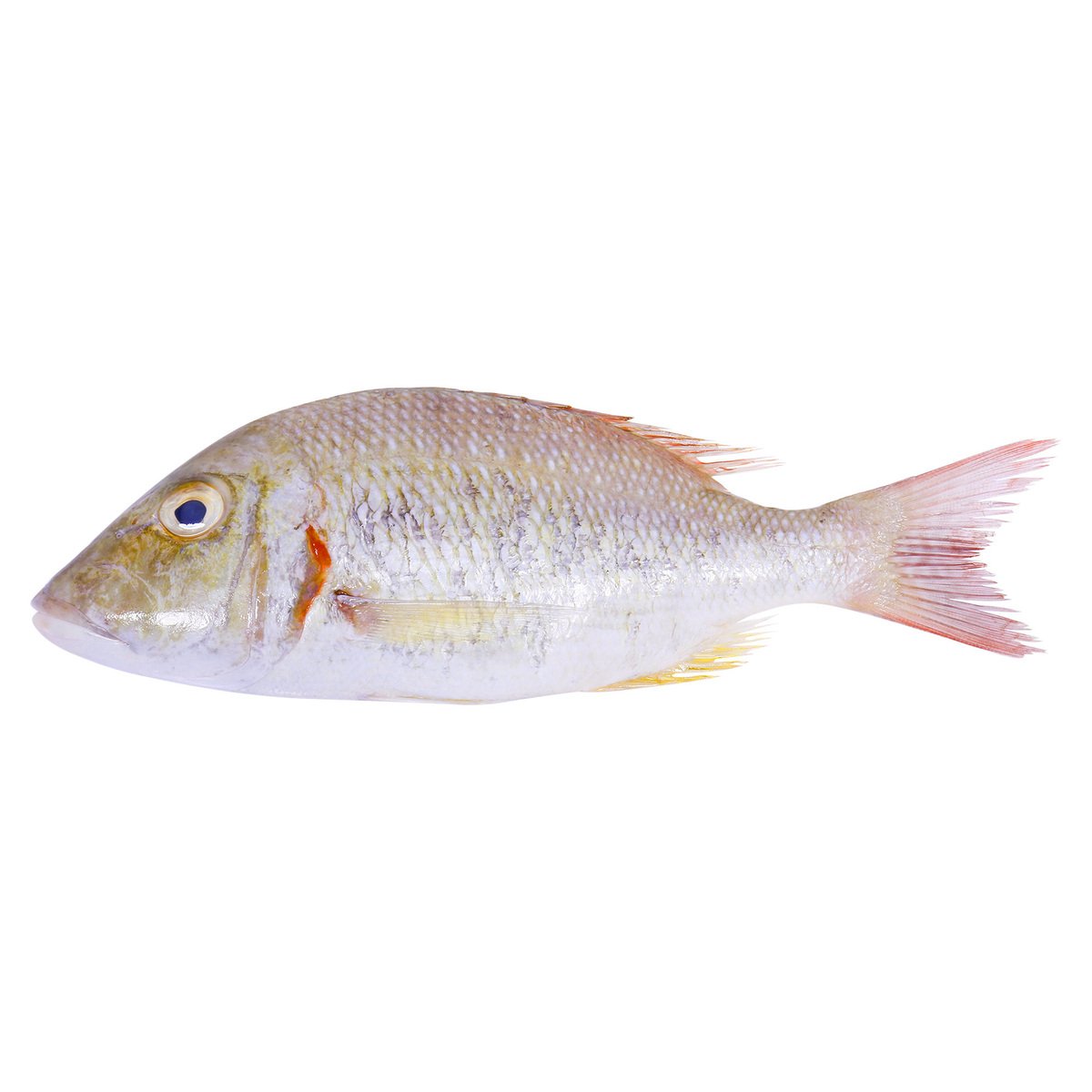 Sheri Fish Medium 1 kg