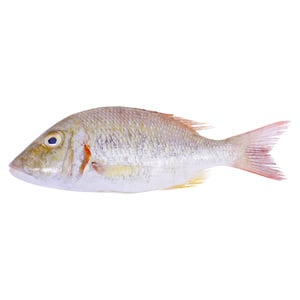 Sheri Fish Medium 1kg