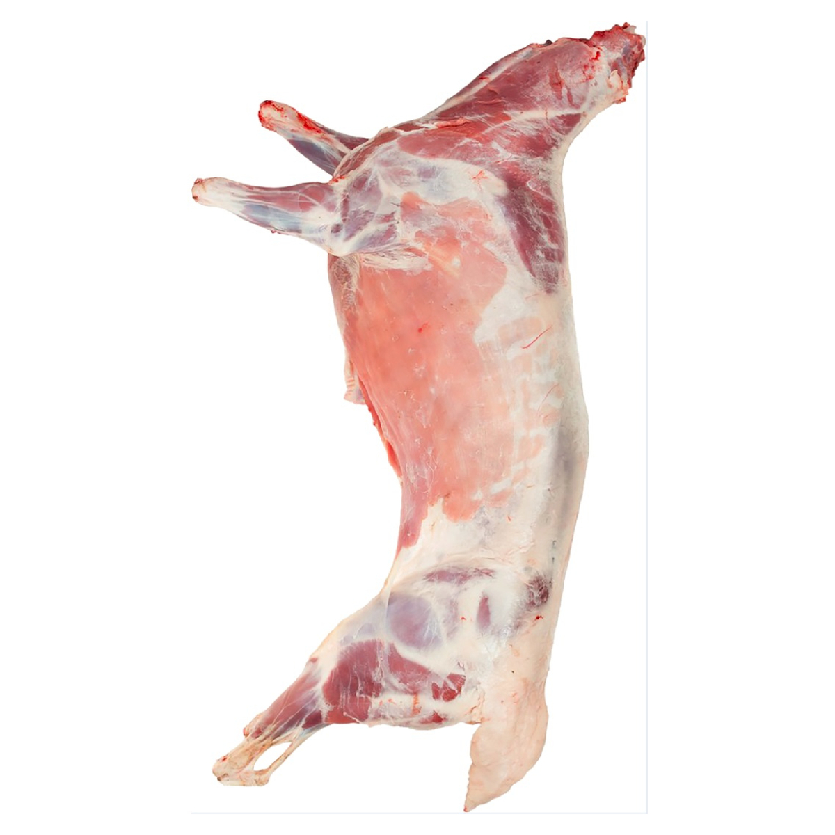لحم خروف سعودي كامل نعيمي أنثى 14 كجم إلى 17 كجم