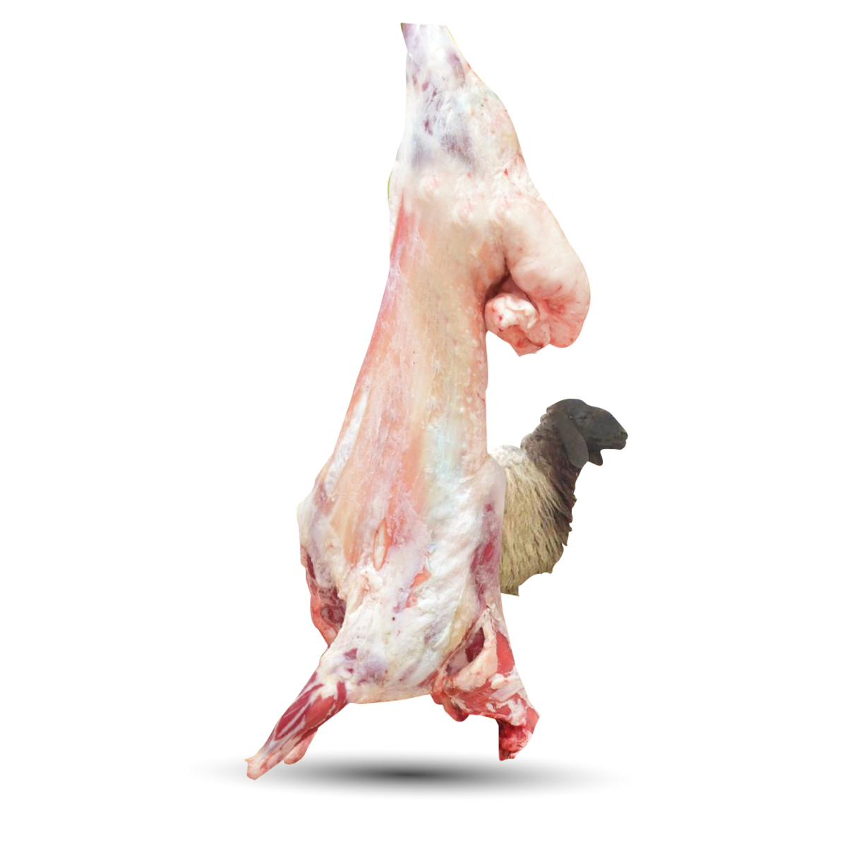 Saudi Fresh Whole Lamb Naimy Female 15-19 kg