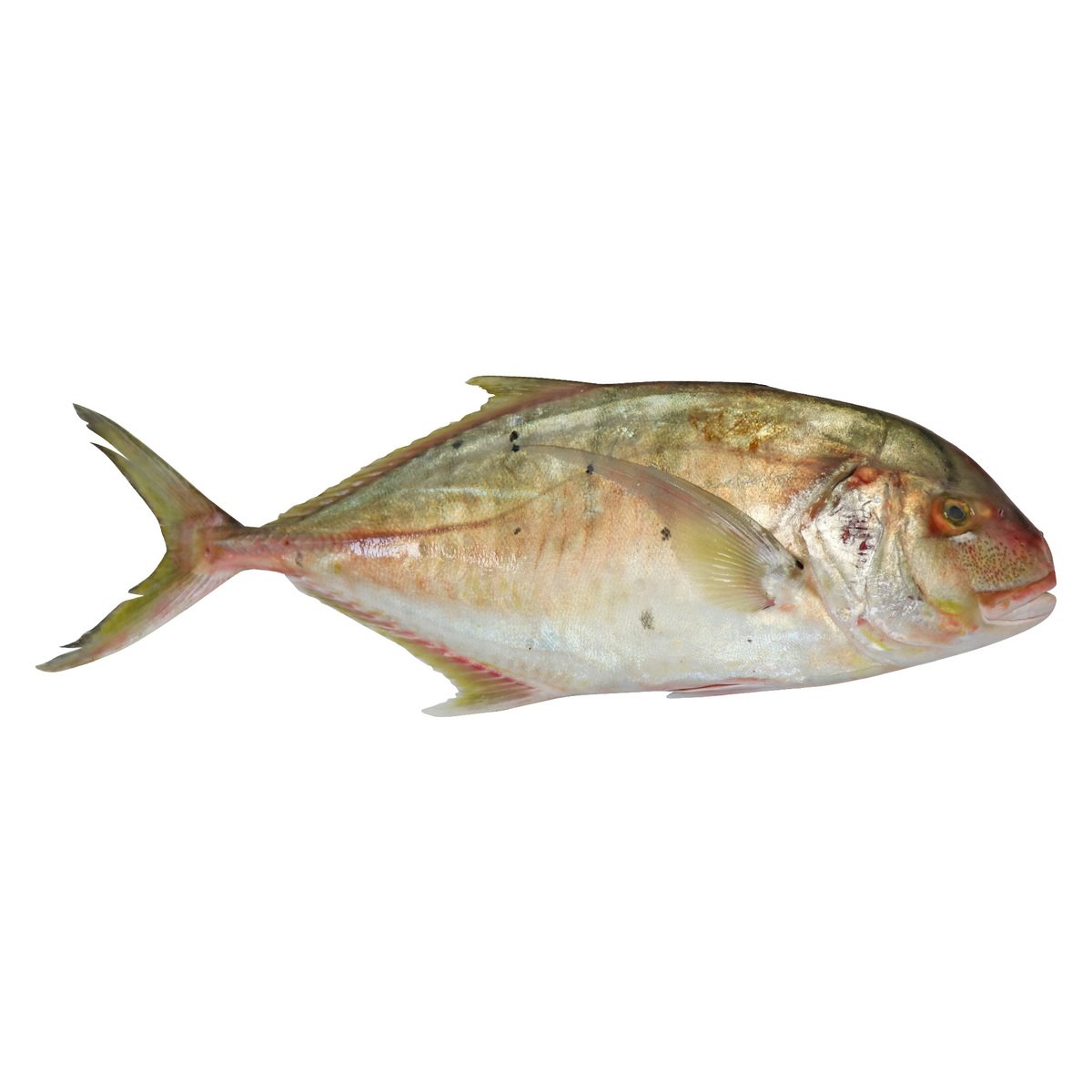 Rabeeb Fish Big 2.5kg