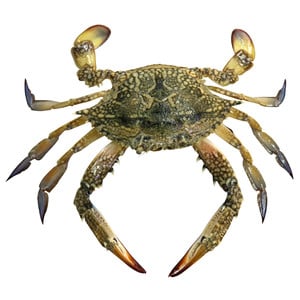 Crab Female Big 1kg