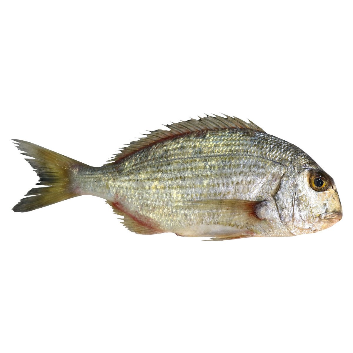 Kurkufan Fish Medium 1 kg