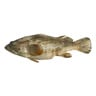 Hamour Fish Medium 2kg