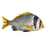 Fasker Fish Medium 1 kg