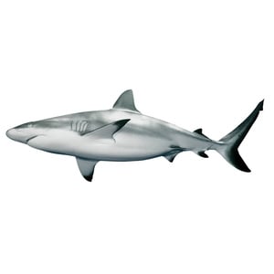 Shark Fish Medium 2 kg