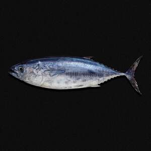 سمك التونه سهوة  2.2 كجم