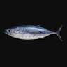 سمك التونه سهوة  2.2 كجم