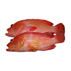 Fresh Red Hamour Whole Cleaned 1 kg