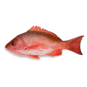 سمك النهاش الأحمر كبير 3.5 كجم