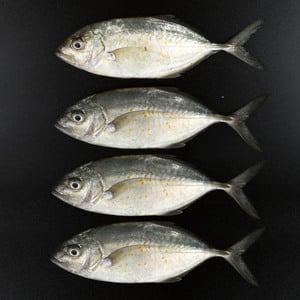 Fresh Jest Trevally Small Whole Cleaned 1 kg