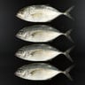 Fresh Jest Trevally Small Whole Cleaned 1 kg