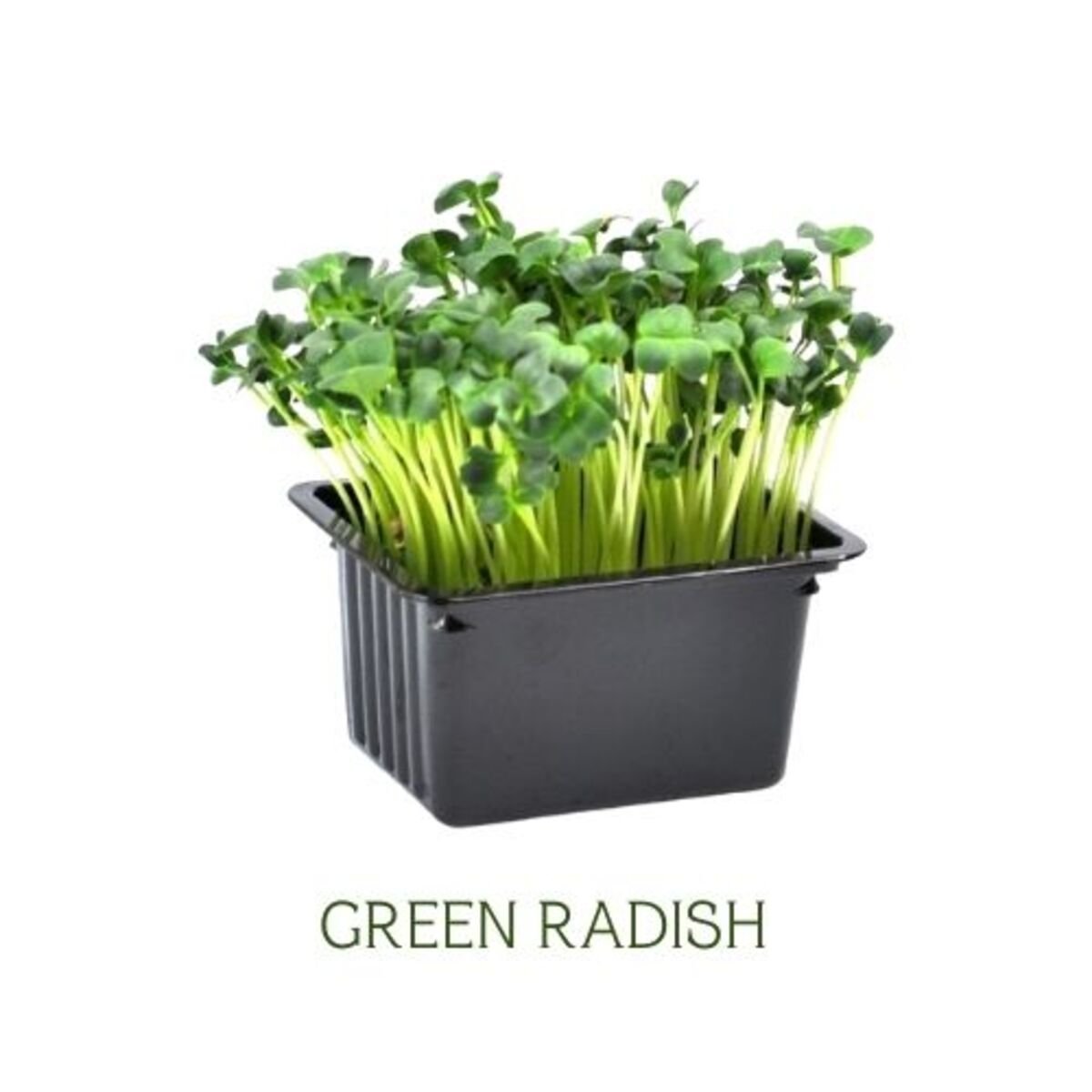 Cress Green Radish UAE 2 pcs