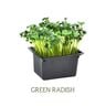 Cress Green Radish UAE 2 pcs
