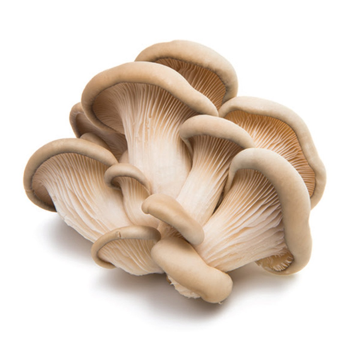 Oyster Mushroom UAE 100 g