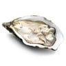 Fresh Dibba Bay Oysters 1 pc