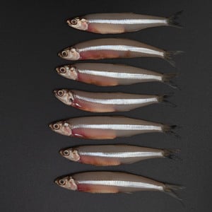 Anchovy (Nathel) 500 g