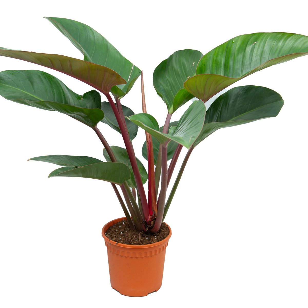 Philodendron Red Congo 110cm