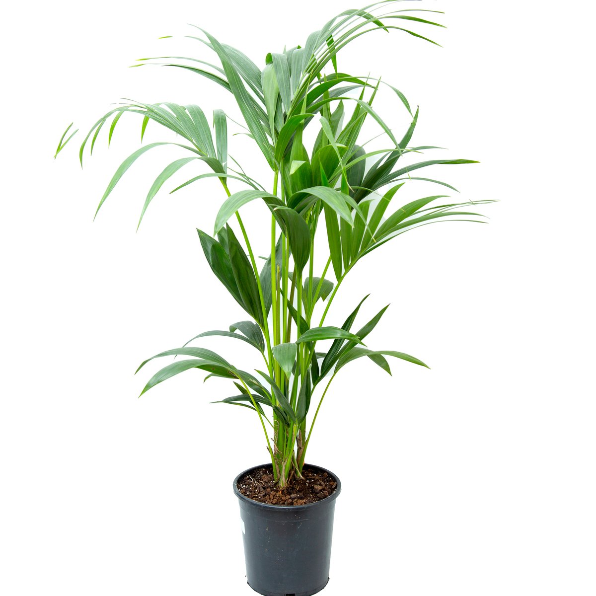 Kentia Palm 120cm
