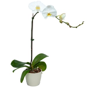 Phalaenopsis Single Stem White