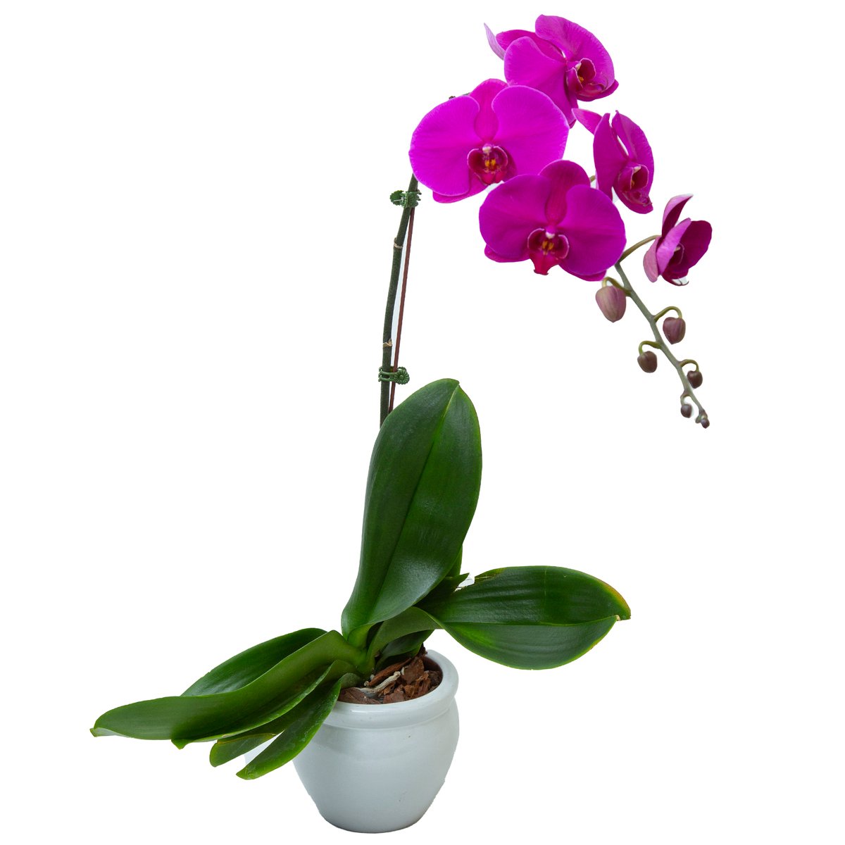 Phalaenopsis Single Stem Purple